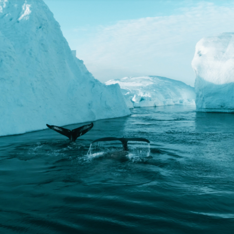 Whales of Greenland
